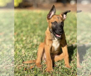 Collie-German Shepherd Dog Mix Dogs for adoption in Lakewood, CO, USA