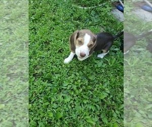 Beagle Dogs for adoption in New Hampton, NY, USA