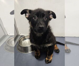 Mutt Dogs for adoption in Walnutport, PA, USA