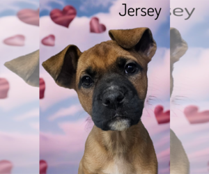 Boxer-German Shepherd Dog Mix Dogs for adoption in Phelan, CA, USA