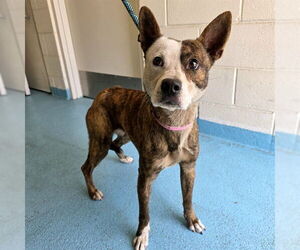 American Pit Bull Terrier-Unknown Mix Dogs for adoption in Long Beach, CA, USA