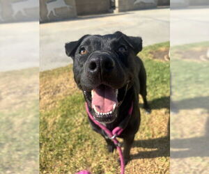 Labrador Retriever-Unknown Mix Dogs for adoption in Riverside, CA, USA