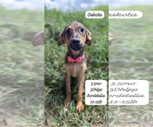 Beagle-Unknown Mix Dogs for adoption in Virginia Beach, VA, USA