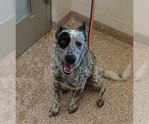 Mutt Dogs for adoption in Pueblo, CO, USA