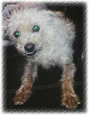 Medium Photo #1 Brussels Griffon-Unknown Mix Puppy For Sale in San Bernardino, CA, USA
