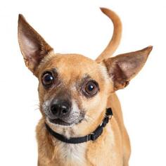 Rat Terrier Dogs for adoption in Tempe, AZ, USA
