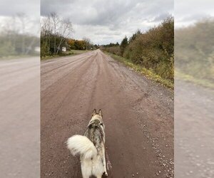 Siberian Husky-Unknown Mix Dogs for adoption in Gwinn, MI, USA