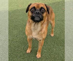 Pug-Unknown Mix Dogs for adoption in Rockwall, TX, USA