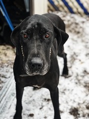 Great Dane Dogs for adoption in Akron, OH, USA