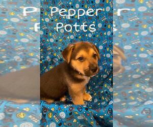 Mutt Dogs for adoption in Newport, KY, USA