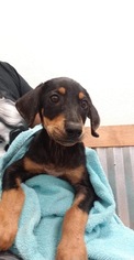 Doxie-Pin Dogs for adoption in New York, NY, USA