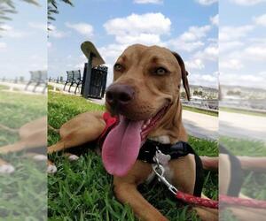 Coonhound-Unknown Mix Dogs for adoption in Sanford, FL, USA