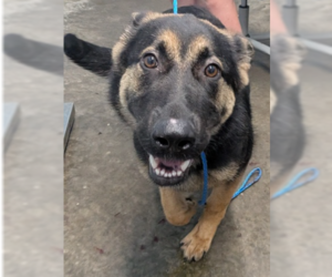German Shepherd Dog Dogs for adoption in Evansville, IN, USA