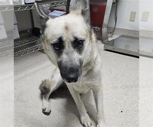 German Shepherd Dog Dogs for adoption in Bakersfield, CA, USA