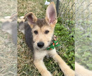Mutt Dogs for adoption in San Leon, TX, USA