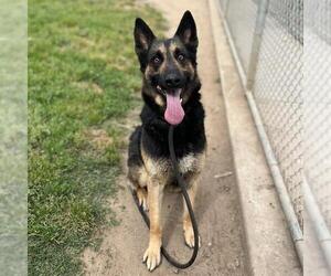 German Shepherd Dog Dogs for adoption in Modesto, CA, USA