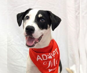 Mutt Dogs for adoption in Pottstown, PA, USA