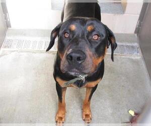 Rottweiler-Unknown Mix Dogs for adoption in Orange, CA, USA