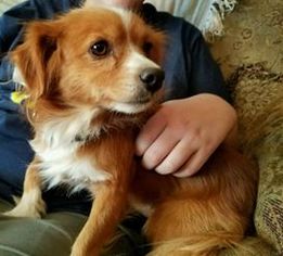 Cavalier King Charles Spaniel-Unknown Mix Dogs for adoption in Decatur, AL, USA