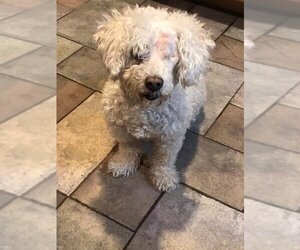 Bichon Frise-Unknown Mix Dogs for adoption in encino, CA, USA