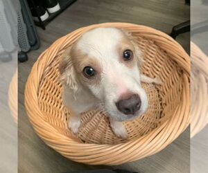 Chihuahua Dogs for adoption in Fremont, CA, USA