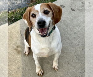 Beagle Dogs for adoption in Batavia, OH, USA