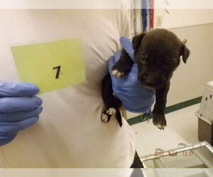 American Pit Bull Terrier-Unknown Mix Dogs for adoption in Oroville, CA, USA