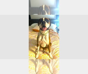 Boxer Dogs for adoption in Austin, TX, USA