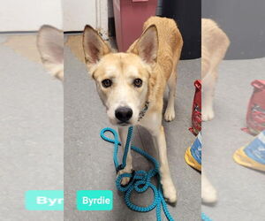 Carolina Dog-Huskies  Mix Dogs for adoption in Richmond, IN, USA