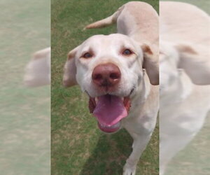 Labrador Retriever Dogs for adoption in Corpus Christi, TX, USA