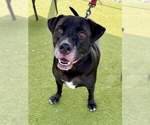 Labrador Retriever-Unknown Mix Dogs for adoption in Naples, FL, USA