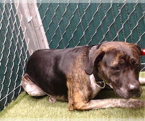 Mutt Dogs for adoption in Downey, CA, USA