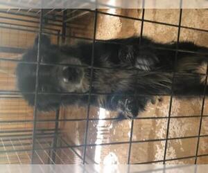 Border Collie-Unknown Mix Dogs for adoption in Coleman, TX, USA