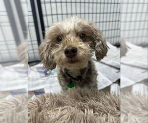 Havanese Dogs for adoption in Mukwonago, WI, USA