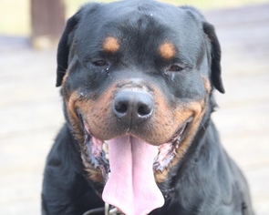 Rottweiler Dogs for adoption in Pottstown, PA, USA