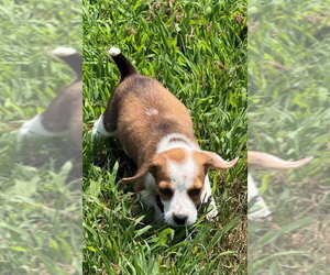 Beagle-Unknown Mix Dogs for adoption in House Springs, MO, USA