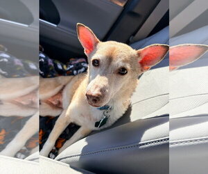 Chihuahua-Unknown Mix Dogs for adoption in New London, WI, USA