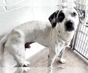 Dalmatian-Unknown Mix Dogs for adoption in Houston, TX, USA