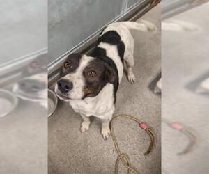 Border Collie Dogs for adoption in Stockton, CA, USA