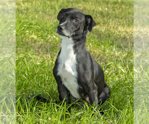 Bassugg Dogs for adoption in Santa Fe, TX, USA