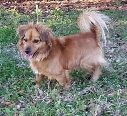 Dameranian Dogs for adoption in Social Circle, GA, USA