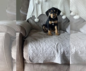 Black and Tan Coonhound-Labrador Retriever Mix Dogs for adoption in SHERBURNE, NY, USA