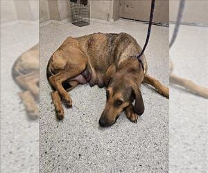 Bloodhound-Unknown Mix Dogs for adoption in Conroe, TX, USA