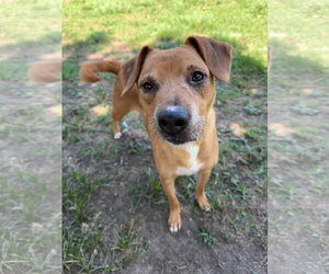 Labrador Retriever-Unknown Mix Dogs for adoption in Conroe, TX, USA