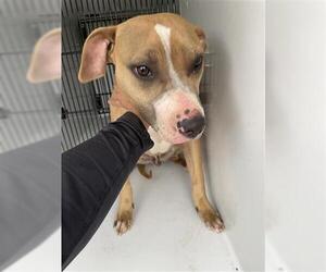 Mutt Dogs for adoption in Houston, TX, USA