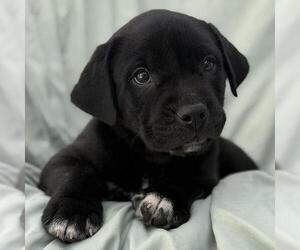 Labrador Retriever-Unknown Mix Dogs for adoption in San Diego, CA, USA
