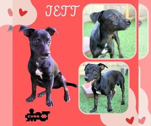 Chiweenie Dogs for adoption in Lindsay, CA, USA