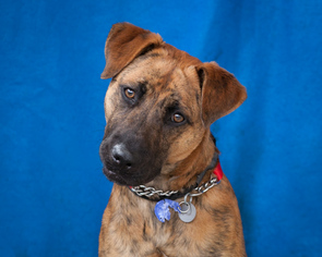 Boxador Dogs for adoption in Pasadena, CA, USA