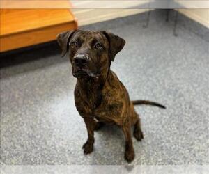 American Pit Bull Terrier-Unknown Mix Dogs for adoption in Grovetown, GA, USA
