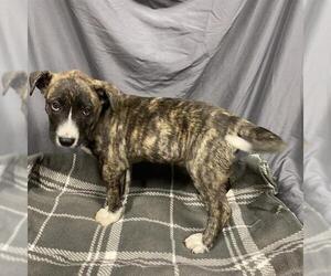 American Pit Bull Terrier-Unknown Mix Dogs for adoption in Modesto, CA, USA